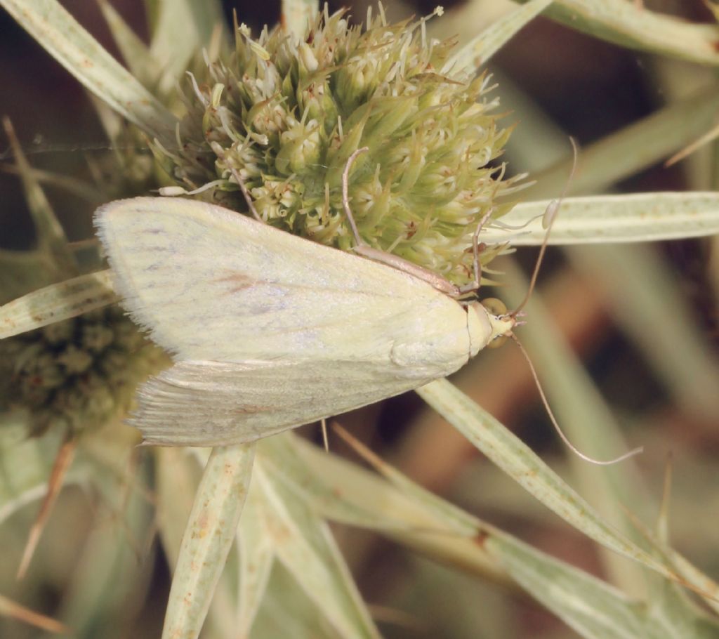 Falena 1 - Sitochroa palealis